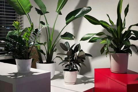 AlleenFans kopafbeelding otterpatch