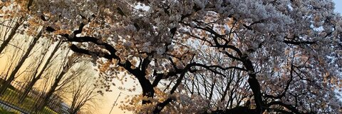 Immagine dell'intestazione OnlyFans paigeelizx