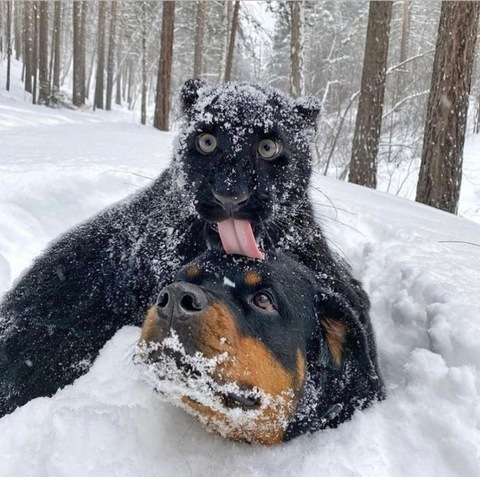 Gambar header OnlyFans peachycatmeow