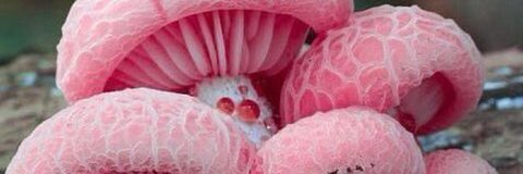 OnlyFans Header Bild peachyriya