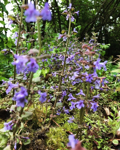 OnlyFans header picture plantfa1ry