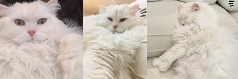 Image d'en-tête OnlyFans quqco