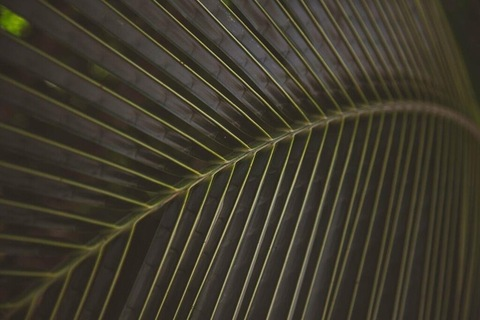 Foto de cabeçalho do OnlyFans redsmoothie