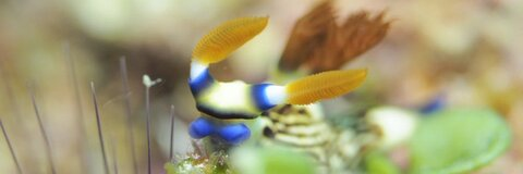 Immagine dell'intestazione OnlyFans rikako