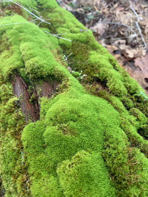 Obraz w nagłówku OnlyFans rinakitty19