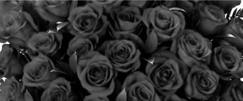 Foto de cabeçalho do OnlyFans roseredx1