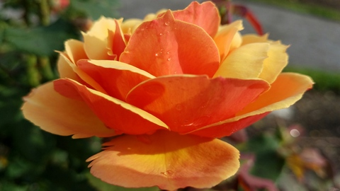 Снимка на заглавието на OnlyFans rosiblossom