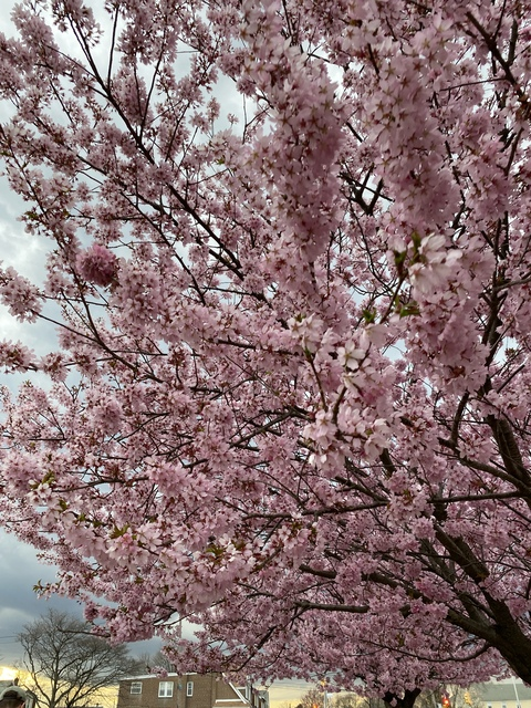 OnlyFans Header Bild sailordarling