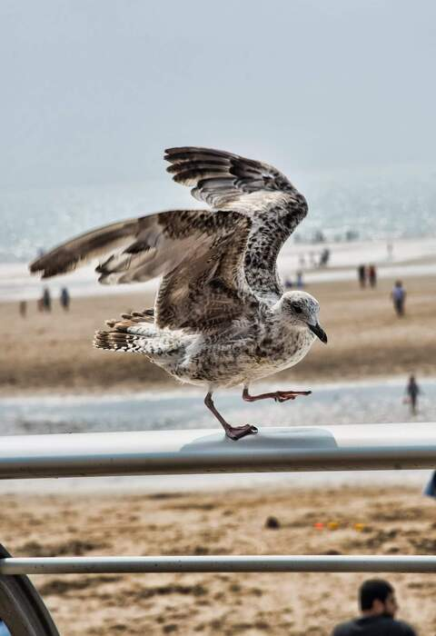 صورة رأس OnlyFans scarlett