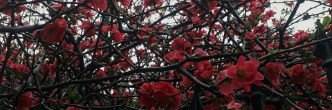 오직 팬들만 볼 수 있는 shelyair_girl의 헤더 사진