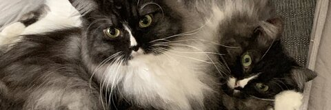 OnlyFansのヘッダー画像 snomster