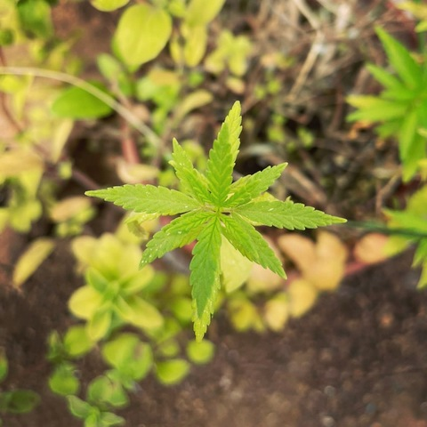 صورة رأس OnlyFans soymaiiritacarvajal