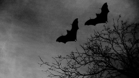 Foto de cabeçalho do OnlyFans spookykune