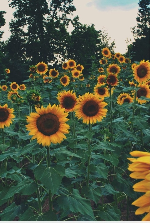 OnlyFans हेडर चित्र stellaella8