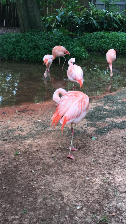 Immagine dell'intestazione OnlyFans stephthestar