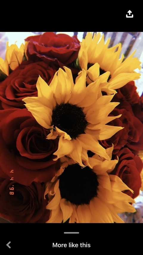 Immagine dell'intestazione OnlyFans sunshinecortez