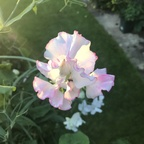 OnlyFans 프로필 사진 sweetpeafairy