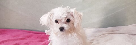 OnlyFans हेडर चित्र sweetprovocativ