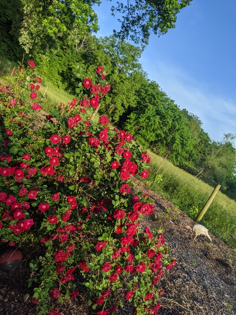 OnlyFans Header Bild the_lexi_smith