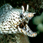 OnlyFansのプロフィール画像 vacuum_the_floor