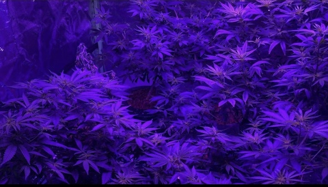 Картинка шапки OnlyFans vibewithissa