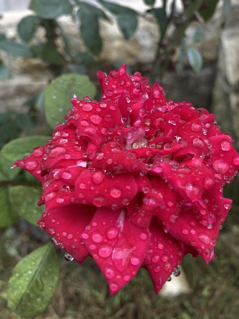 OnlyFans header picture vicariousfuck