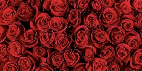 صورة رأس OnlyFans whateverleelee