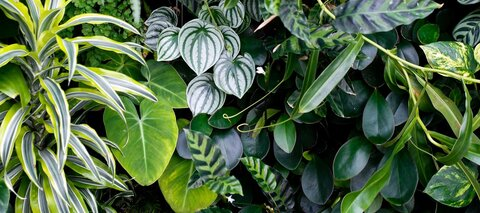 صورة رأس OnlyFans whoreticulture