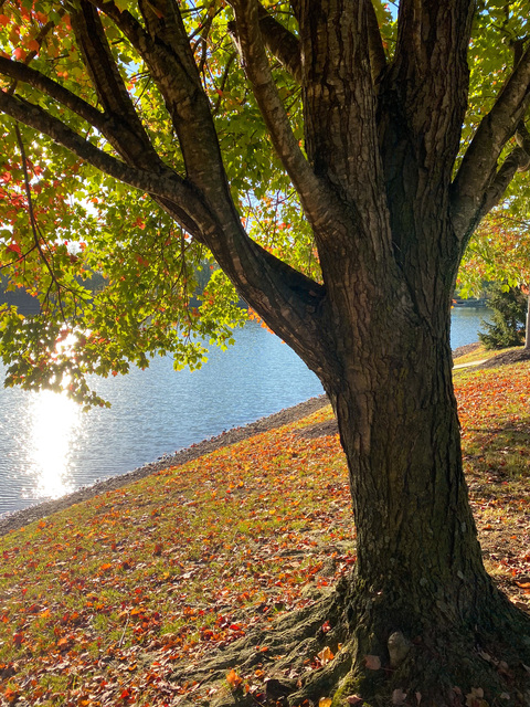 OnlyFans हेडर चित्र xogabby