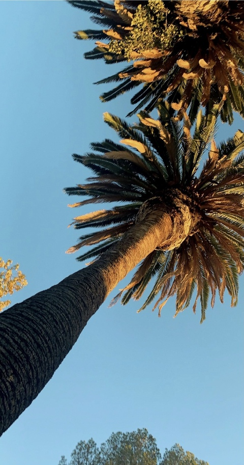 OnlyFans Header Bild xoskyexo