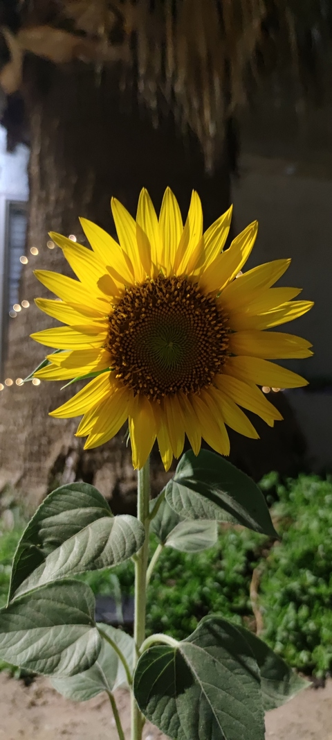 OnlyFans Header Bild xrixsono