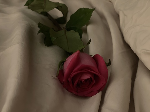 Immagine dell'intestazione OnlyFans xxxbellarose