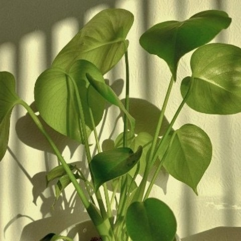 OnlyFansのヘッダー画像 yagirlnatalliee