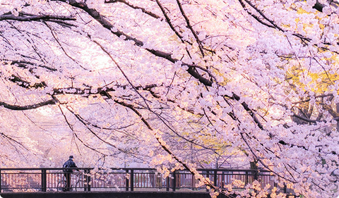 Immagine dell'intestazione OnlyFans ymi22