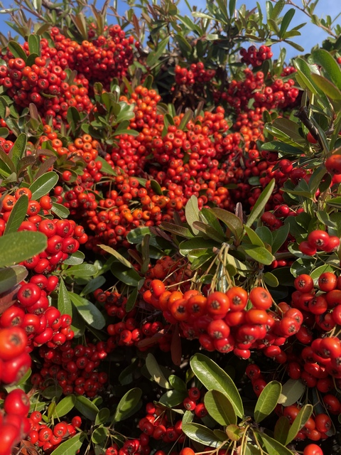 Immagine dell'intestazione OnlyFans yourtokengirl